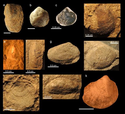  フナガシラ！古代から続く二枚貝の進化と驚異的な生存戦略を明らかにする